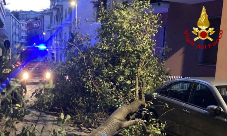 Albero si abbatte sulle auto in sosta: intervengono i Vigili del Fuoco