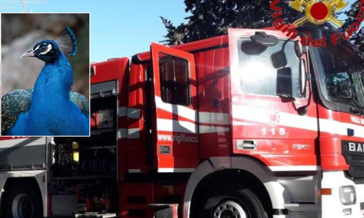 Incendio in una tenuta privata a Potenza Picena: morti centinaia di pulcini Incendio in una tenuta privata a Potenza Picena: morti centinaia di pulcini