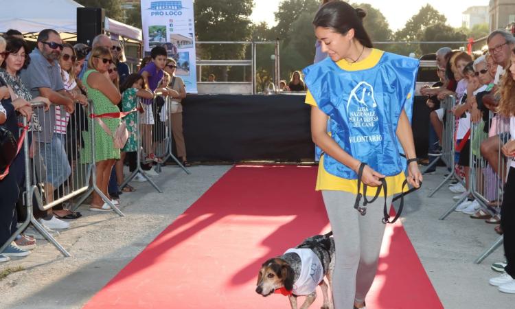 Civitanova, torna "Adotta…mi": una giornata per dare una nuova vita ai cani e ai gatti dei rifugi Civitanova, torna "Adotta…mi": una giornata per dare una nuova vita ai cani e ai gatti dei rifugi