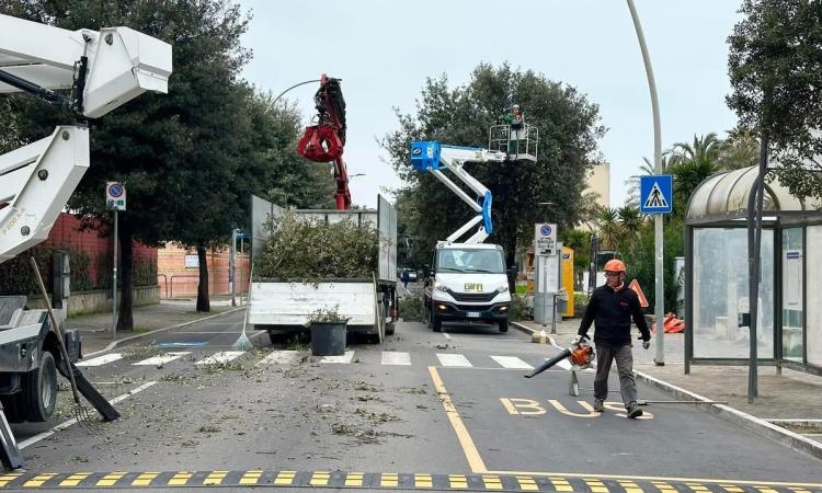 Civitanova, parte la seconda fase del Piano potature: interventi in sei quartieri Civitanova, parte la seconda fase del Piano potature: interventi in sei quartieri