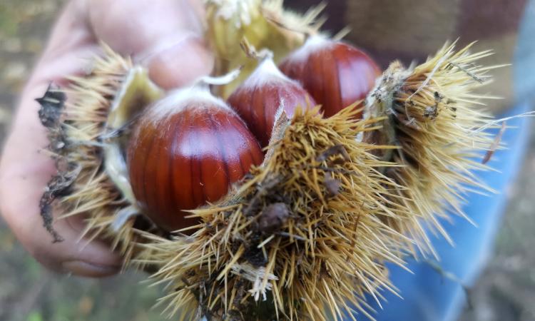 Castelsantangelo, torna la Sagra del Marrone Castellano: un weekend dedicato ai sapori e alle tradizioni Castelsantangelo, torna la Sagra del Marrone Castellano: un weekend dedicato ai sapori e alle tradizioni
