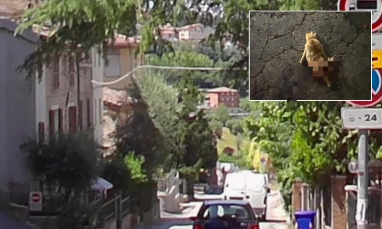 "È il terzo gatto che mi investono, caos traffico in via Due Fonti. Nessuno fa nulla, ora basta" "È il terzo gatto che mi investono, caos traffico in via Due Fonti. Nessuno fa nulla, ora basta"