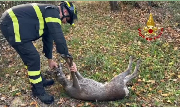 Capriolo cade in un vascone di contenimento: intervengono i Vigili del fuoco Capriolo cade in un vascone di contenimento: intervengono i Vigili del fuoco