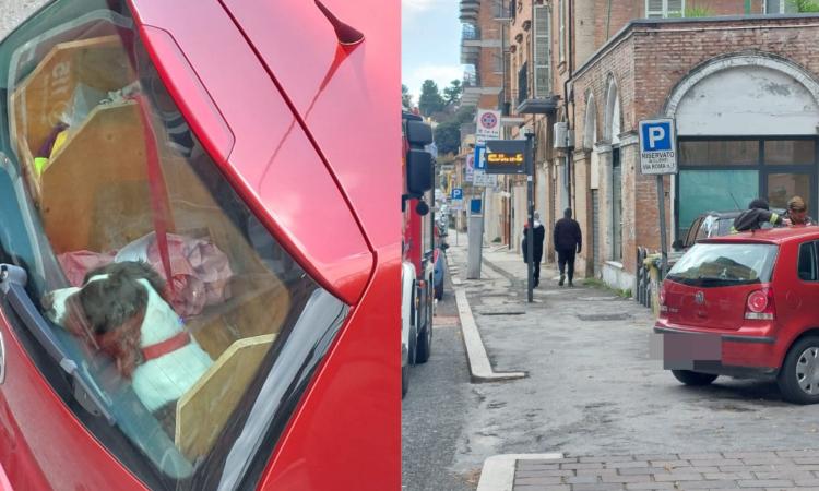 Macerata, dimentica le chiavi in auto con i cani a bordo: intervengono i vigili del fuoco Macerata, dimentica le chiavi in auto con i cani a bordo: intervengono i vigili del fuoco