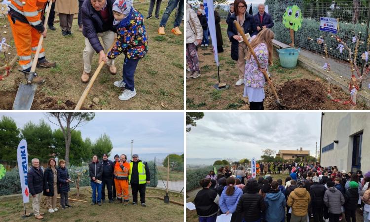 Recanati, gli alberi sono i migliori amici degli alunni: piantato un melograno alla scuola primaria