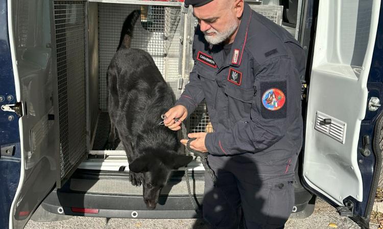 Operazione "Scuole Sicure" a Macerata: droga sequestrata vicino agli istituti, tre giovani identificati Operazione "Scuole Sicure" a Macerata: droga sequestrata vicino agli istituti, tre giovani identificati
