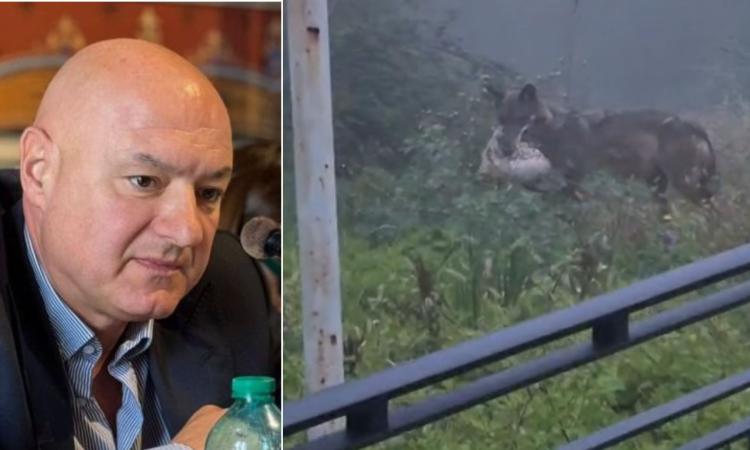 Lupi alle porte di Recanati, scatta l'ordinanza comunale: ecco come comportarsi