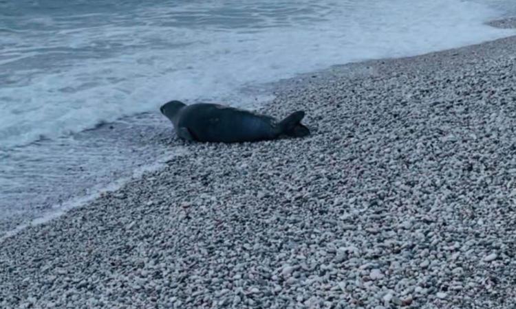 Foca monaca avvistata a Numana. L'appello: “Mantenete le distanze e lasciatela riposare" Foca monaca avvistata a Numana. L'appello: “Mantenete le distanze e lasciatela riposare"