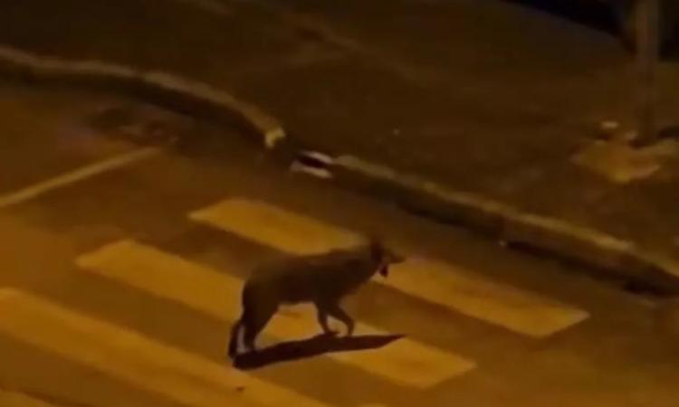 Lupi nel centro storico di Camerino, avvistamenti sempre più frequenti nelle aree urbane