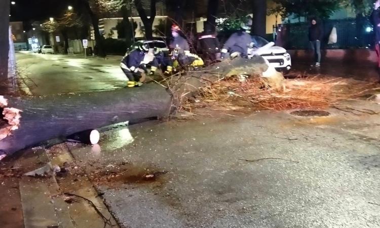 Tolentino, albero si abbatte sulla strada e colpisce un'auto: intervengono i Vigili del Fuoco