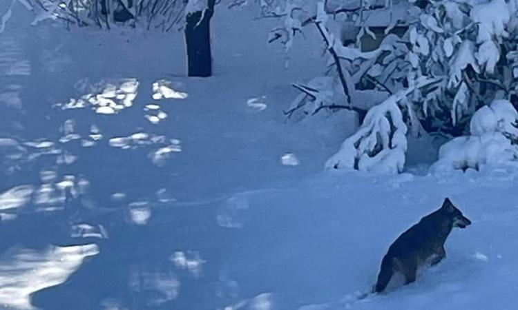 Camerino, lupo avvistato nella neve a Montagnano