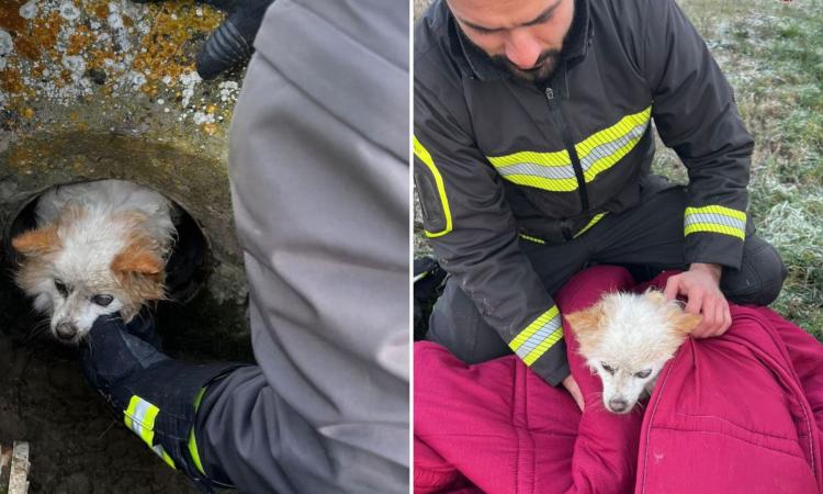 Grottazzolina, vigili del fuoco salvano un cane caduto in un tombino a Sant’Isidoro