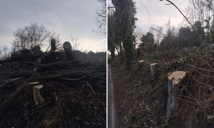 Taglio alberi a Macerata, Europa Verde denuncia: "Scempio ambientale in contrada Fontescodella" Taglio alberi a Macerata, Europa Verde denuncia: "Scempio ambientale in contrada Fontescodella"