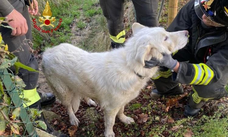 Cane investito cade in un pozzetto: salvato dai Vigili del Fuoco