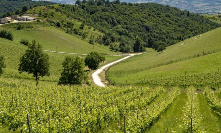 Sinclinale Camerte, a Matelica il nuovo laboratorio per costruire l’identità gastronomica del territorio