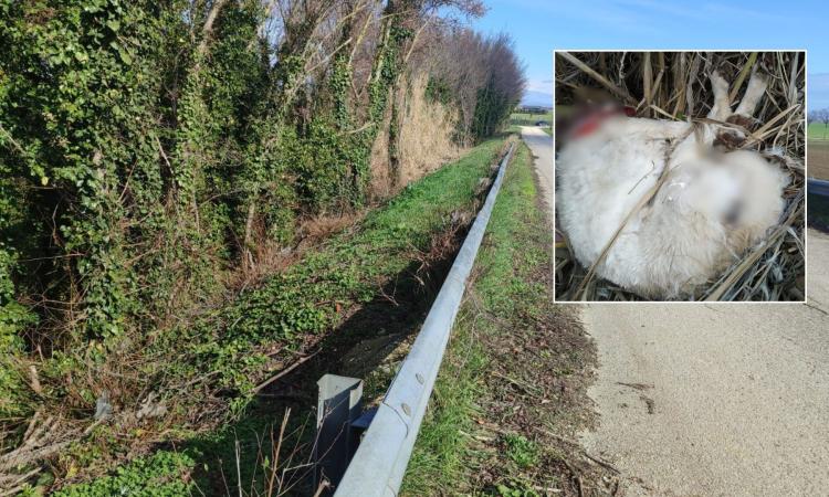 Discarica a cielo aperto a Scossicci, 27 carcasse di cani e un gatto tra i rifiuti: "Chi sa qualcosa parli" (VIDEO) Discarica a cielo aperto a Scossicci, 27 carcasse di cani e un gatto tra i rifiuti: "Chi sa qualcosa parli" (VIDEO)