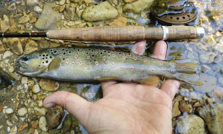 Marche, approvato il calendario della pesca 2026: ecco le date e i divieti
