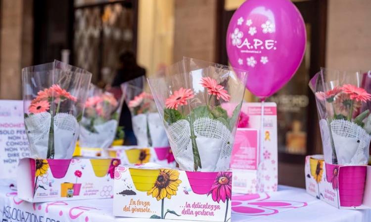 Endometriosi, una gerbera rosa per la diagnosi precoce: domenica i "Fiori della Consapevolezza" al Val di Chienti Endometriosi, una gerbera rosa per la diagnosi precoce: domenica i "Fiori della Consapevolezza" al Val di Chienti