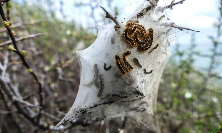 Allerta processionaria nel Maceratese: diffusione record, scatta il piano di contrasto Allerta processionaria nel Maceratese: diffusione record, scatta il piano di contrasto