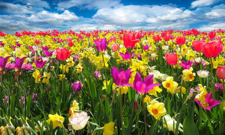 Che cosa sono i bulbi a fioritura primaverile? Una guida per i giardinieri