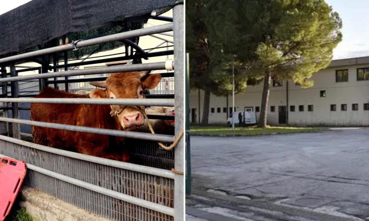Chiude il mattatoio Villa Potenza: "Nessun accordo con Comune e Regione" Chiude il mattatoio Villa Potenza: "Nessun accordo con Comune e Regione"