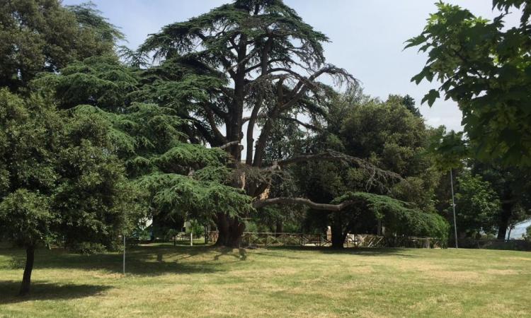 Macerata, alberi secchi abbattuti: il Parco di Villa Cozza resta chiuso fino a fine lavori