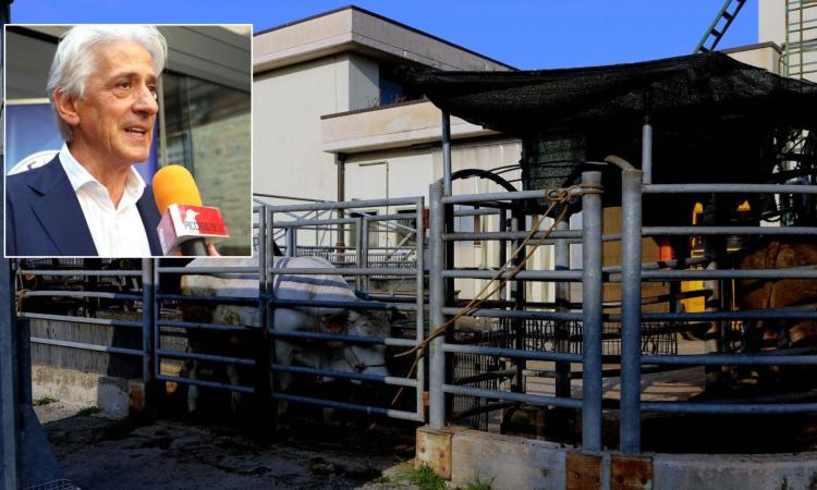 Macerata, rebus Mattatoio: 25mila euro dal Comune per scongiurare la chiusura definitiva