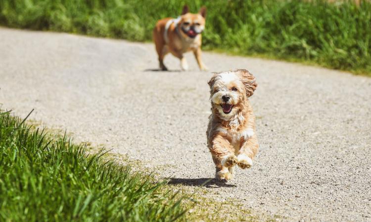 Recinti e aree per cani: soluzioni e progetti per le amministrazioni pubbliche Recinti e aree per cani: soluzioni e progetti per le amministrazioni pubbliche