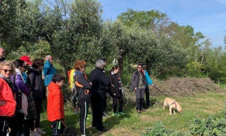 Montelupone celebra il suo 're': "Una camminata tra le carciofaie per riscoprire le nostre radici" Montelupone celebra il suo 're': "Una camminata tra le carciofaie per riscoprire le nostre radici"