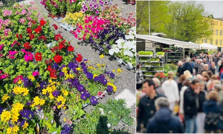 Serrapetrona celebra la primavera: torna la Festa dei Fiori a Caccamo