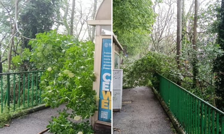 Macerata - Viale Leopardi, dopo le buche arrivano le piante cadute: la passeggiata "a ostacoli" continua Macerata - Viale Leopardi, dopo le buche arrivano le piante cadute: la passeggiata "a ostacoli" continua