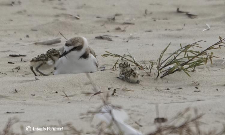 Civitanova, nati tre pulcini di fratino a Fontespina: "Risultato importante per la specie”