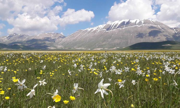 castelluccio-fioritura-2026