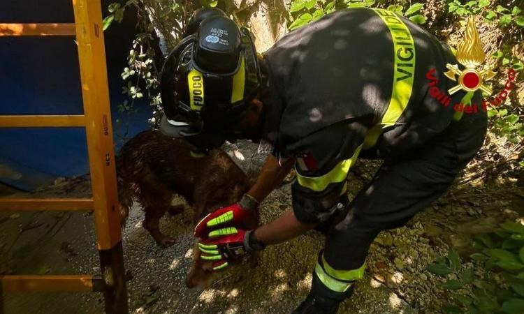 salvataggio-cane-cerreto-esi salvataggio-cane-cerreto-esi