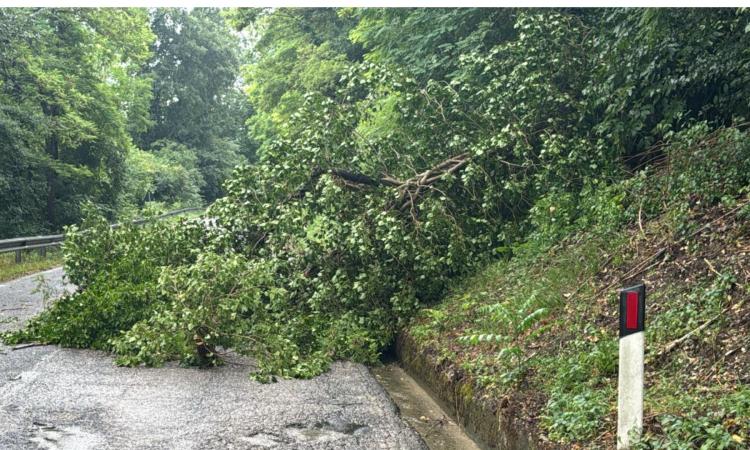 Maltempo a San Severino: albero si abbatte sulla SR 502, strada temporaneamente ostruita Maltempo a San Severino: albero si abbatte sulla SR 502, strada temporaneamente ostruita
