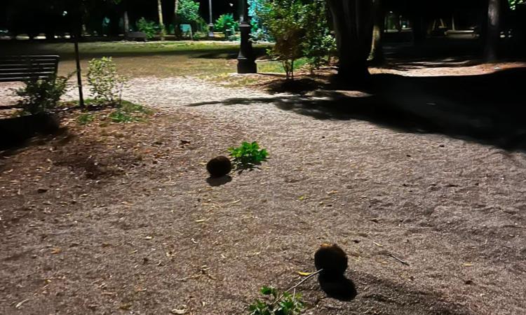 danneggiati-giardini-matelica-vandali-in-azione danneggiati-giardini-matelica-vandali-in-azione