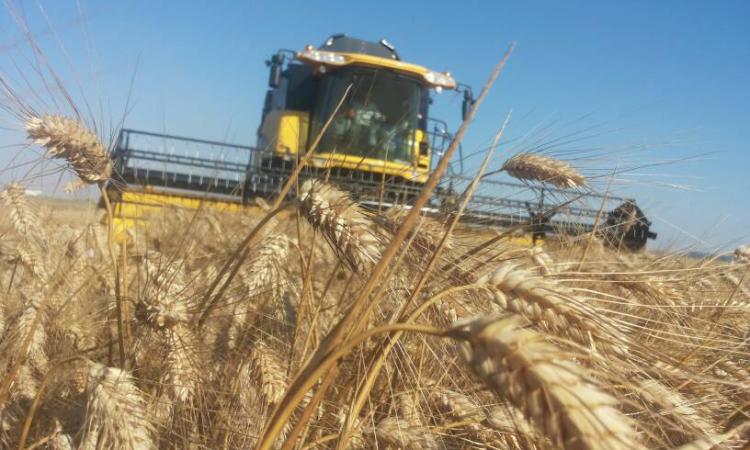 grano-duro-confagricoltura-prezzi grano-duro-confagricoltura-prezzi