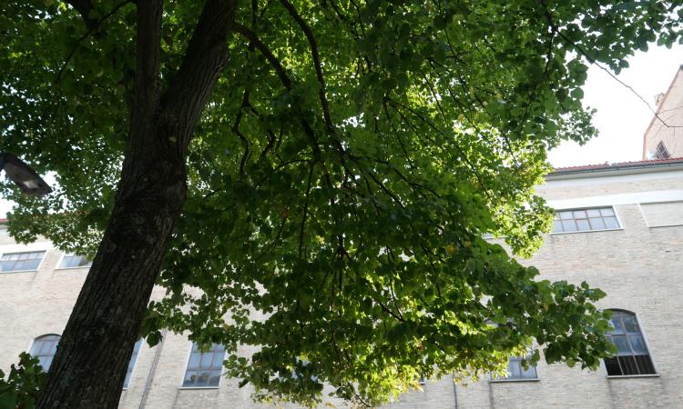 alberi-macerata-pd
