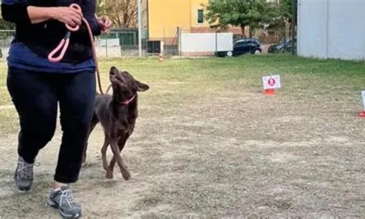 patentino-cani-civitanova patentino-cani-civitanova