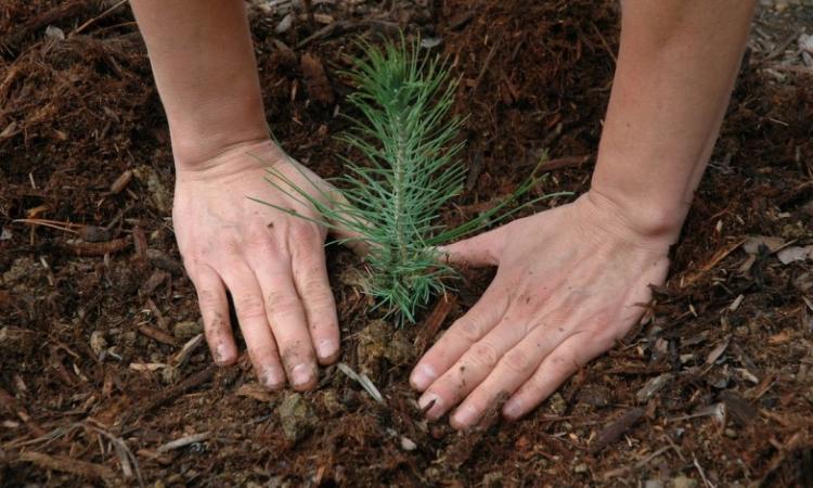 Civitanova, torna la tradizionale festa degli alberi
