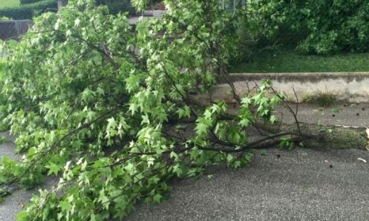Macerata: disagi per il forte vento. Si sta lavorando per ripristinare la normalità