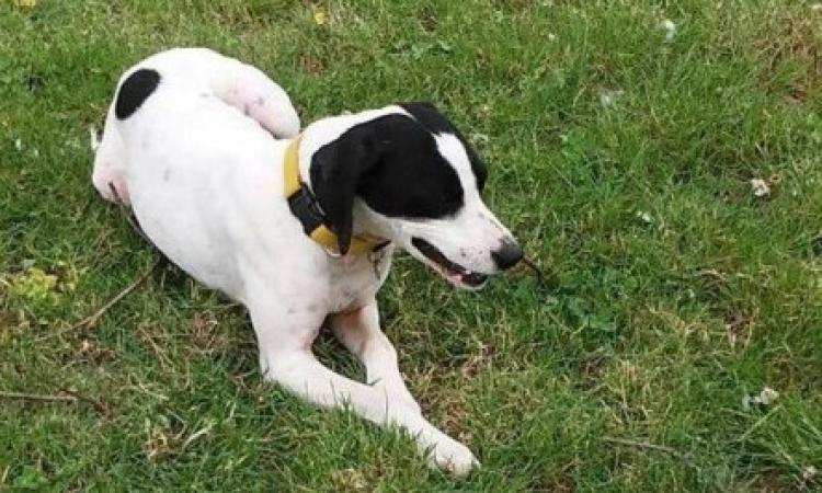 Cagnolino scompare a San Severino: l'appello della padrona