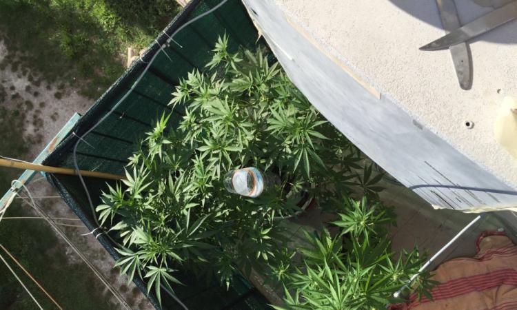 Piantagione di marijuana nel balcone di casa, denunciato un 30enne