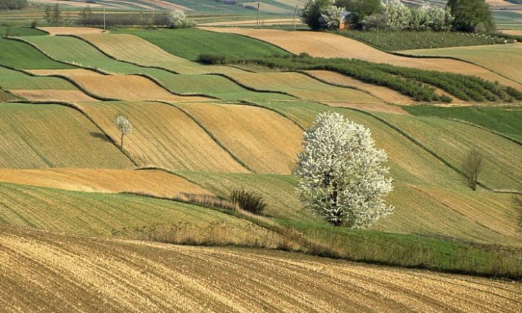 Il sisma colpisce l'agricoltura: 900 aziende a rischio