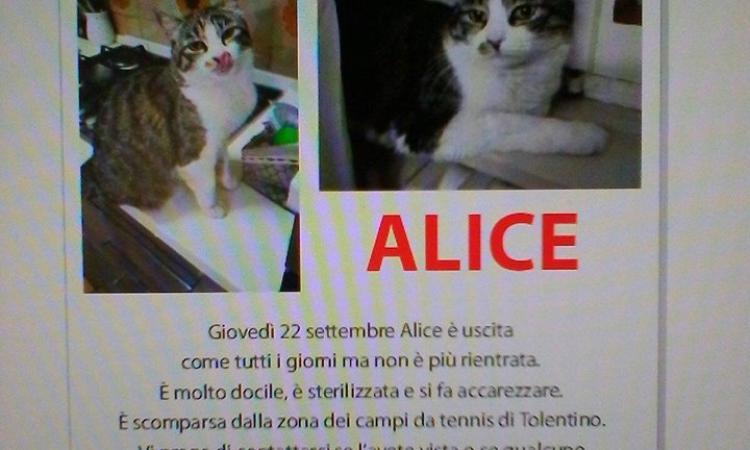 Smarrita Alice: i proprietari cercano notizie...