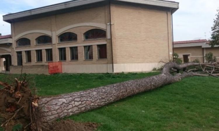 Maltempo, alberi caduti a causa del forte vento. Tanti i disagi in strada