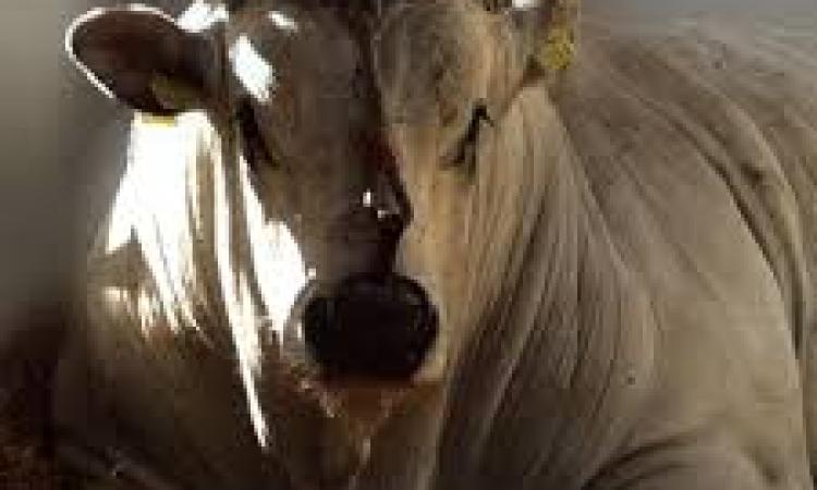 Tutto pronto per il Festival della Carne Bovina di Razza Marchigiana