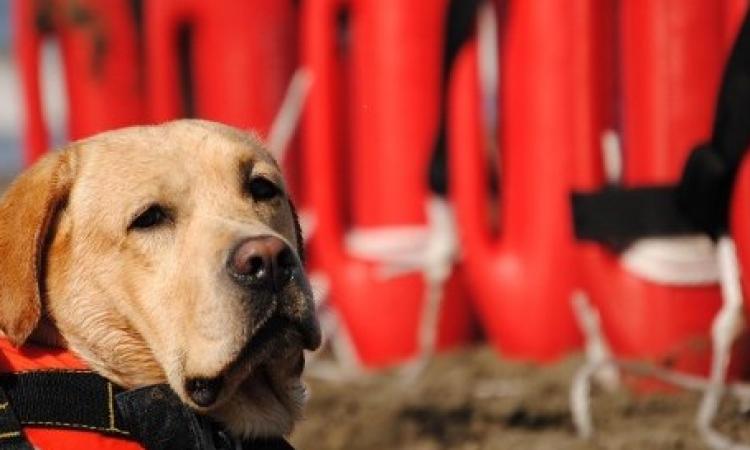 Un bagnino e il suo cane salvano la vita a un turista 80enne che stava annegando