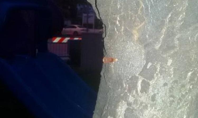 Ago insanguinato conficcato in un albero al parco per bimbi