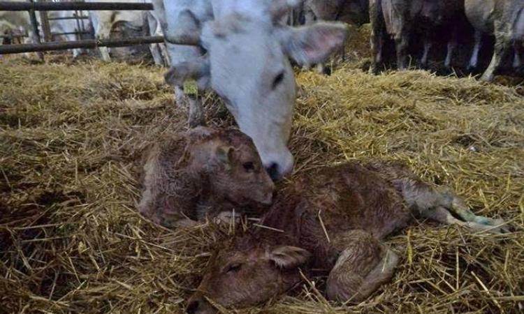 Un lieto evento nella notte a Pievebovigliana: sono nati Sisma e Scossa